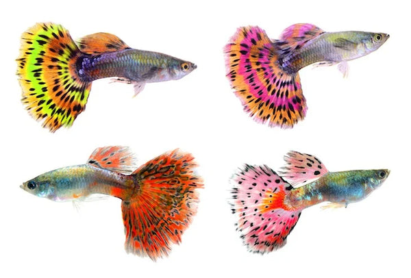 MIXED COLOUR MALE GUPPY