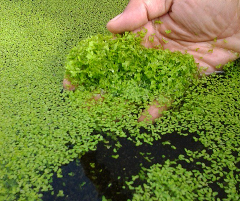 Duckweed (Floating plant )