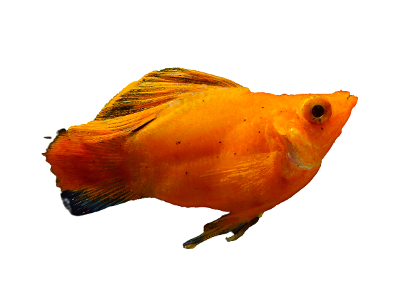 Molly Fish Variaties