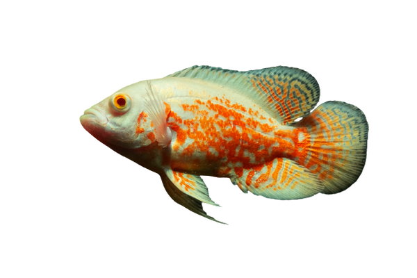 Albino Tiger Oscar Fish