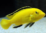 BANANA CICHLID
