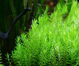 Rotala Green Mint