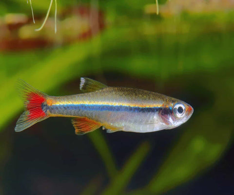 ALBINO CLOUD MOUNTAIN MINNOW TETRA