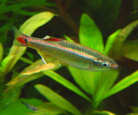 ALBINO CLOUD MOUNTAIN MINNOW TETRA