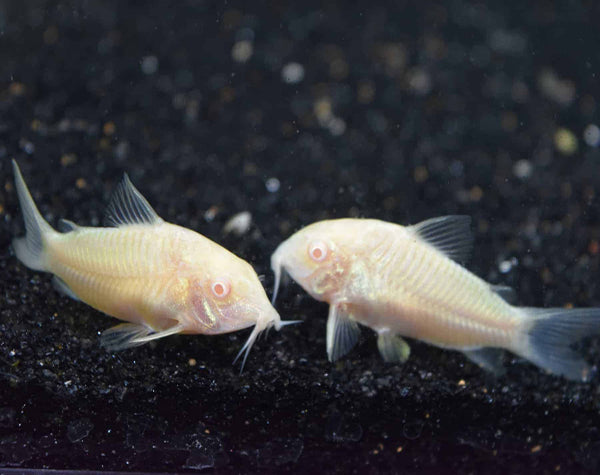 Albino Cory