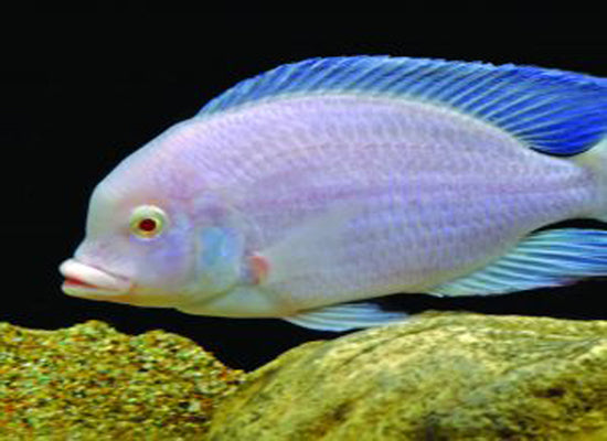Albino Dolphin Cichlid
