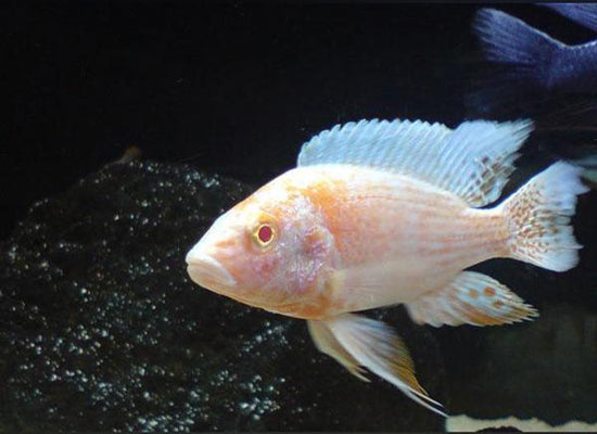 Albino Peacock Cichlid