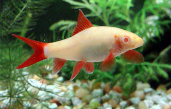 Albino Rainbow Shark