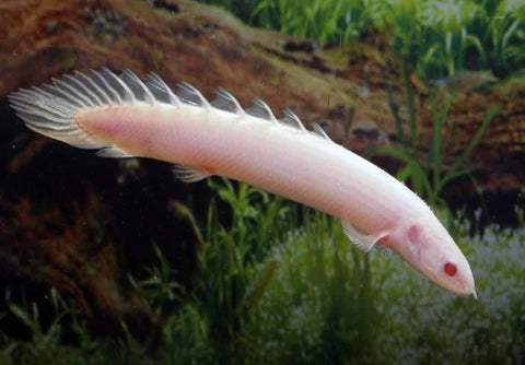 Albino Senegal 3 Inches