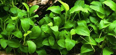 Anubias Barteri Glabra Pot