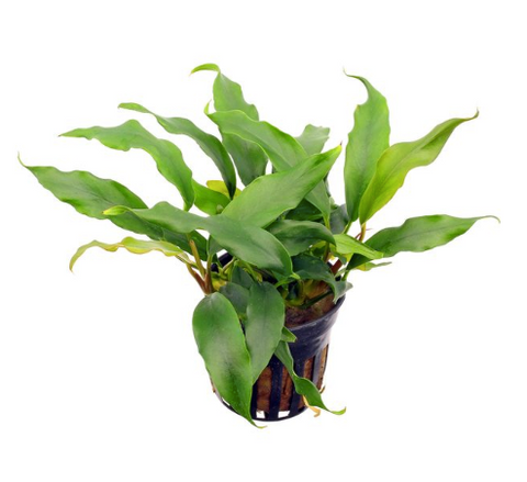 Anubias Barteri Glabra Pot
