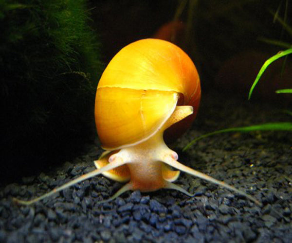 APPLE SNAIL COMBO