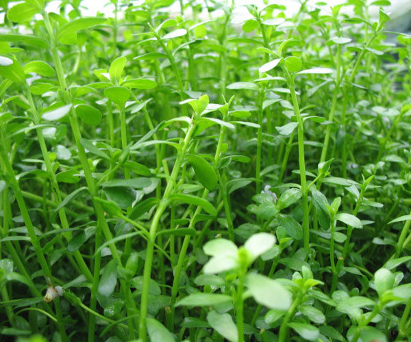 Bacopa Monniera Af