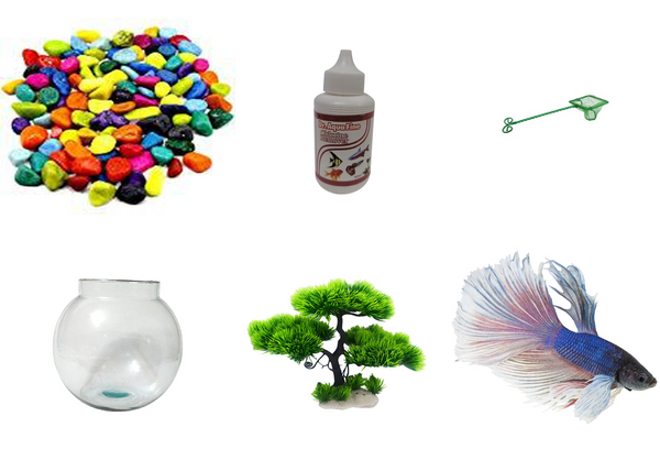 Betta Combo with Medicine & Plant