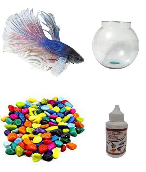 Betta Fish Combo With Medicine