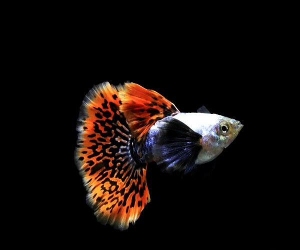 BIG EAR MOSAIC THAILAND GUPPIES