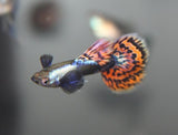 BIG EAR MOSAIC THAILAND GUPPIES