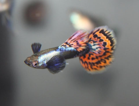 BIG EAR MOSAIC THAILAND GUPPIES