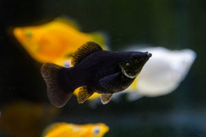 BLACK BALLOON MOLLY