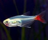 BLOOD FIN TETRA