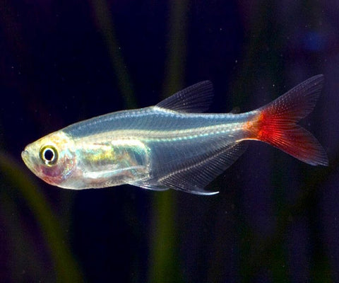 BLOOD FIN TETRA