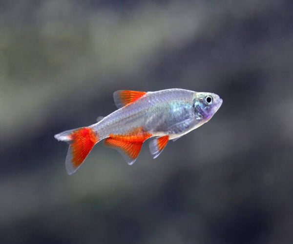 Blood Fin Tetra