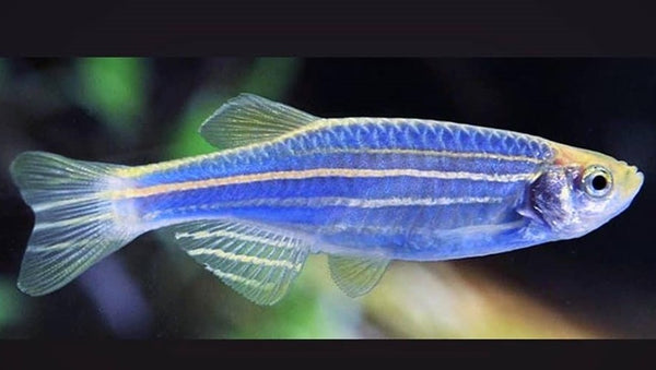 Blue Danio Kery Fish