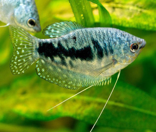 BLUE GOURAMI