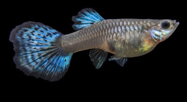 Blue Grass Tail Guppy