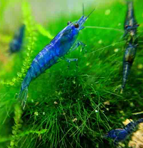 BLUE SHRIMP COMBO