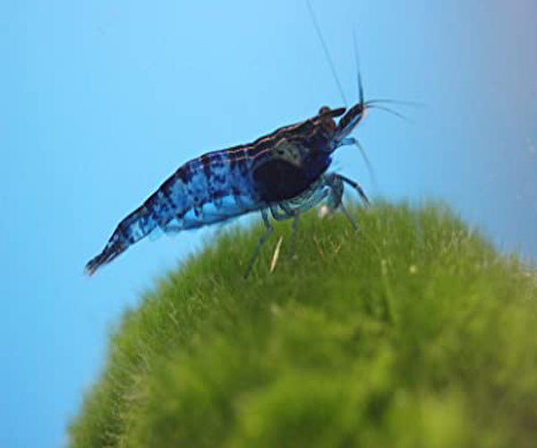 BLUE SHRIMP