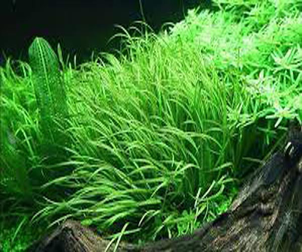 Blyxa Japonica