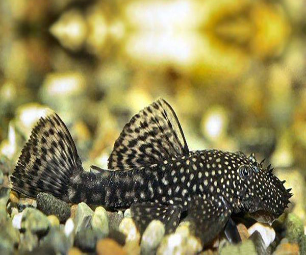 BRISTLENOSE CATFISH