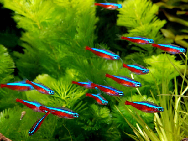 CARDINAL TETRA COMBO