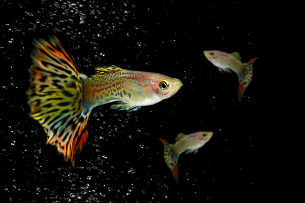 Chilli Dumbo Ear Mosaic Guppy Fish