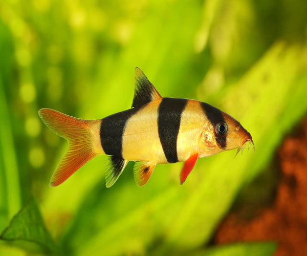 CLOWN LOACH