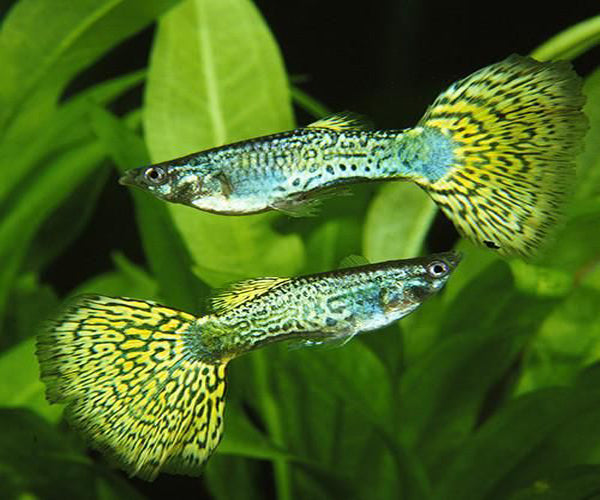 COBRA TAIL GUPPY