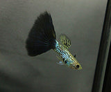 COBRA TAIL GUPPY
