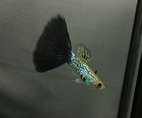 COBRA TAIL GUPPY