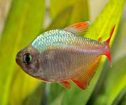 COLUMBIAN TETRA