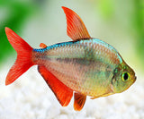 COLUMBIAN TETRA