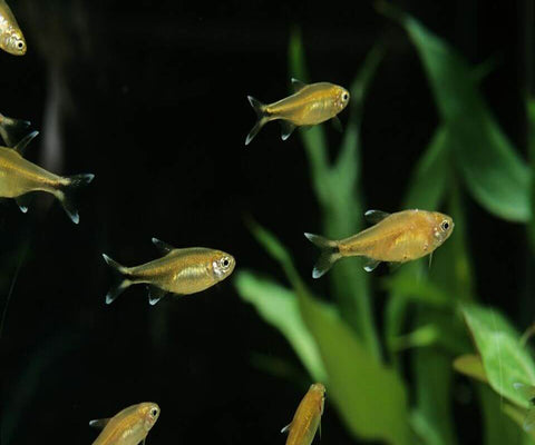 COPPER TETRA
