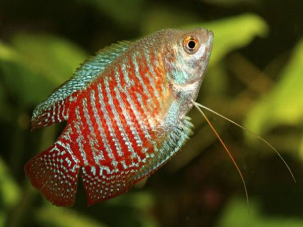 DRAWF GOURAMI