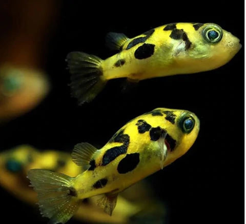 Dwarf Puffer - pea puffer nano