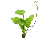 Echindorus Coridifolius