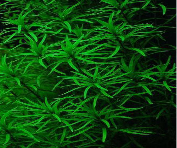Eichhornia Diversifolia Bamboo