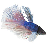 Elephant ear Betta Adult