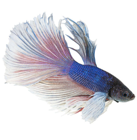 Elephant ear Betta Adult