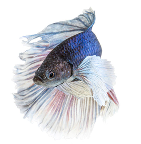 Elephant ear Betta Adult