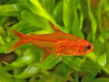 EMBER TETRA
